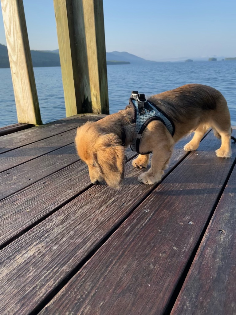 Young Brego sniffing the boards of a lake dock in golden morning light, mountains across the water